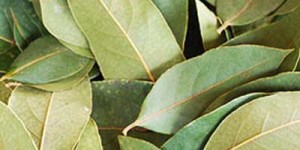 Bay Leaves