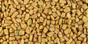 Fenugreek