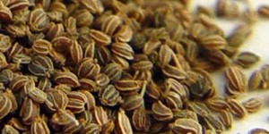 Celery Seed